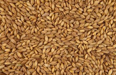 На экспорт из Украины уходит больше ячменя, чем пшеницы