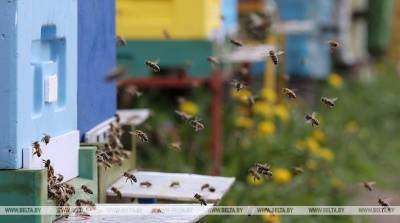 Отряд юных пчеловодов в Мстиславском районе собрал первый урожай меда