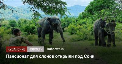 Пансионат для слонов открыли под Сочи