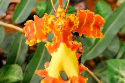 В ботаническом саду Томского университета впервые зацвела «орхидея-инопланетянин»