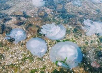 Кирилловка утопает в кучах мертвых медуз