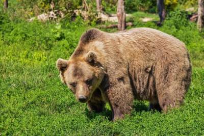 В Эстонии разрешили отстрелить 82 медведя — чересчур тревожат людей