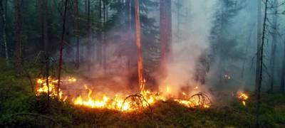 В Беломорском районе Карелии полыхает почти тысяча гектаров леса