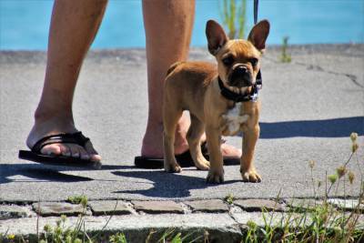 В Ленобласти муниципальных властей обяжут создать места для выгула домашних животных
