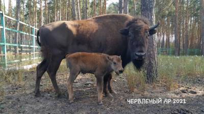 В воронежском зоопитомнике у бизонов родился детёныш