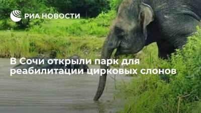 В Сочи на территории села Ахштырь открыли первый в России парк-санаторий для цирковых слонов