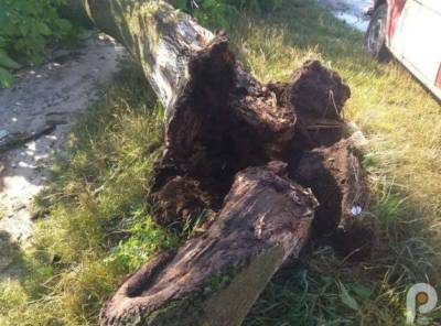 Непогода на западе Украины привела к поваленным деревьям и сорванным крышам домов (ФОТО, ВИДЕО)
