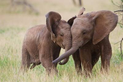 В Сочи заработал парк для реабилитации цирковых слонов