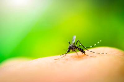 Из-за погоды Украине грозит вспышка эпидемии малярии