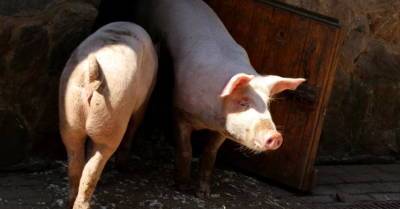 В Вентспилсском крае АЧС заболели домашние свиньи