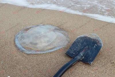 В Херсонской области против медуз применили «старый дедовский метод» (ФОТО)