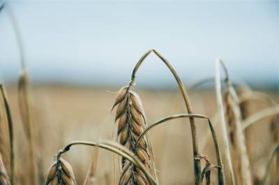 Минсельхоз назвал «зерновой прогноз» синоптиков информационным вбросом
