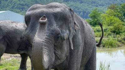 Первый в России парк слонов открылся в Сочи - ФОТО