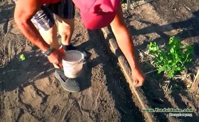 Выращивание моркови – свои семена, правильное прореживание и рыхление (Чувашия)