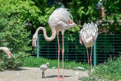 В Ростове впервые за десять лет появились птенцы фламинго
