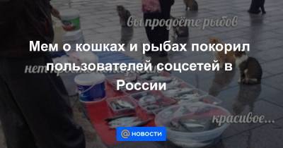 Мем о кошках и рыбах покорил пользователей соцсетей в России