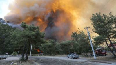 В РФ заявили об опасности пожаров в Турции из-за экзотических растений
