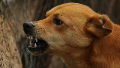 Итальянские ученые дали описание древнейшей охотничьей собаки в истории