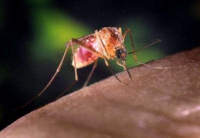 Учёные изобрели материал, защищающий на 100% от укусов комаров