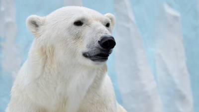 Имя для новой медведицы Московского зоопарка выберут путем голосования
