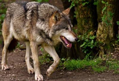 Волчица продолжает держать в страхе жителей Рябово и их котов