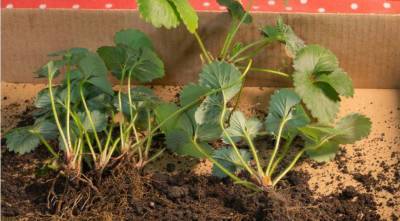 Размножение клубники (садовой земляники): 3 самых простых и надежных способа