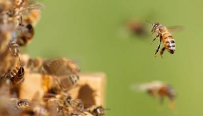 В Аризоне мужчина погиб после того, как его сотни раз ужалили пчелы