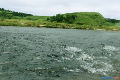 Остатки горбуши выловят на подходе к рекам Сахалина