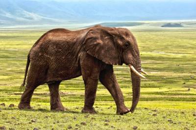 В Сочи открылся парк реабилитации цирковых слонов