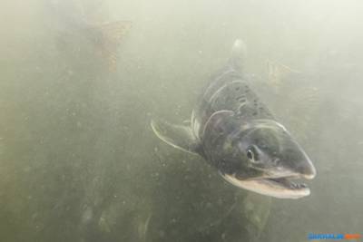 Компании восточного Сахалина хотят выловить еще больше лососей