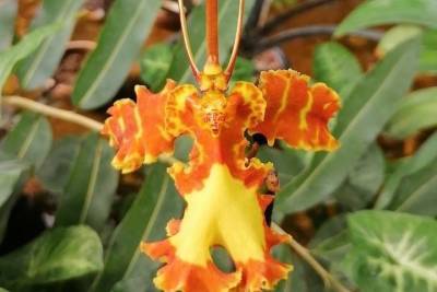 В ботаническом саду Томска зацвела редкостная «орхидея-инопланетянин»