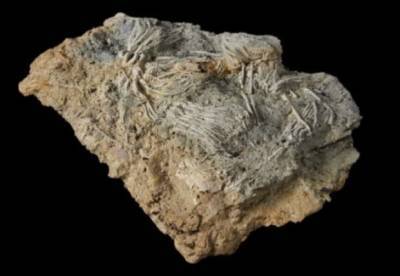 В Британии обнаружили огромное кладбище морских существ юрского периода