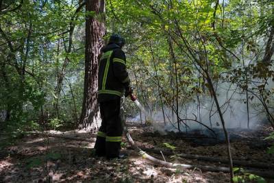 В Тюменской области отменили запрет на посещение лесов, введенный из-за пожаров