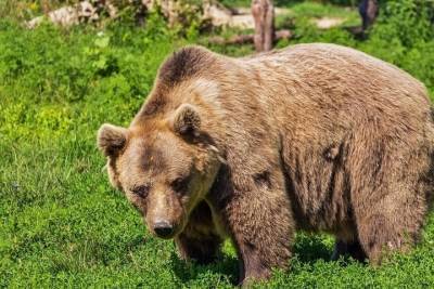 На туроператора завели уголовное дело после нападения медведя-людоеда в июне в Красноярском крае