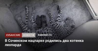 В Сочинском нацпарке родились два котенка леопарда