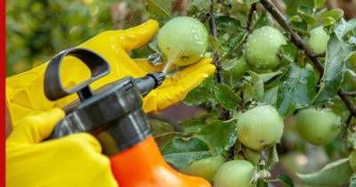 Как защитить от болезней и вредителей яблони и груши, сообщили эксперты