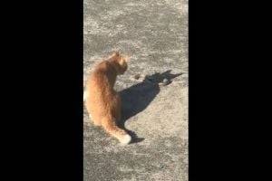 Уличный кот убил сбежавшую из херсонского зоопарка змею. ВИДЕО