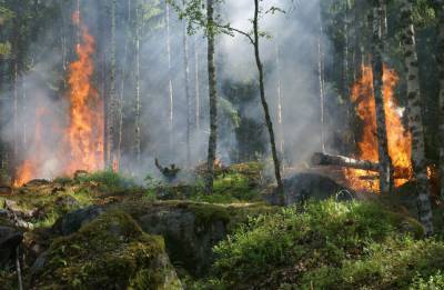 На юге Липецкой области объявлена высокая пожароопасность лесов