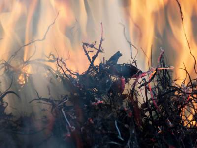 Жительница Ленобласти, сжигая траву, спалила несколько соседских домов и машин