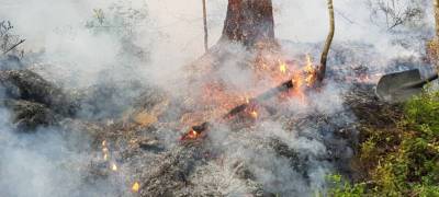 Площадь лесных пожаров сократилась в Карелии