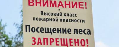 После дождей в три раза уменьшилось количество ограничений и запретов на посещение лесов