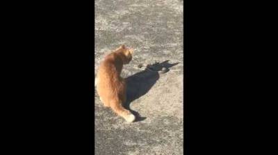 Уличный кот убил сбежавшую из контактного зоопарка змею в Херсоне