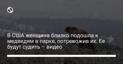 В США женщина близко подошла к медведям в парке, потревожив их. Ее будут судить – видео