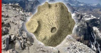 Древнейшим животным может оказаться губка, которой 890 миллионов лет