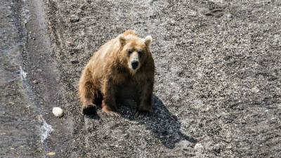 Из горящих якутских лесов вышли медведи