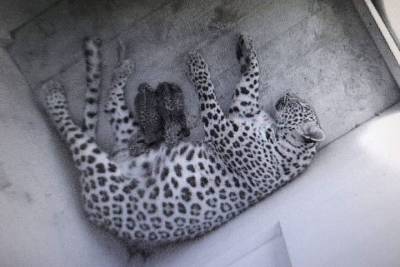 В сочинском нацпарке окотилась самка леопарда