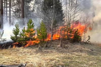 В лесах Марий Эл до 2 августа сохранится высокая пожароопасность