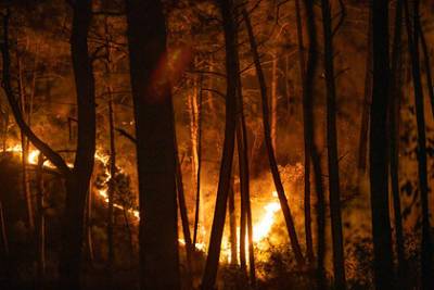 Названа возможная причина лесных пожаров в Турции