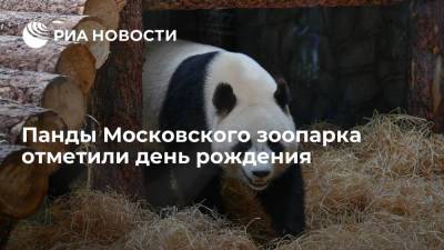 Московский зоопарк: панды Диндин и Жуи отметили день рождения двумя тортами с бамбуком