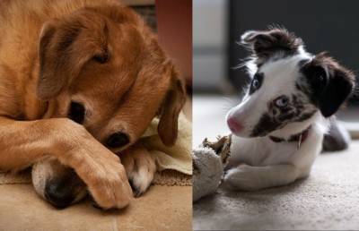 Понять и простить: 10 фото очень виноватых собак